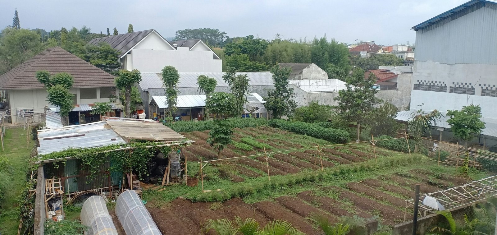 Guía Práctica para Crear un Huerto Urbano desde Cero