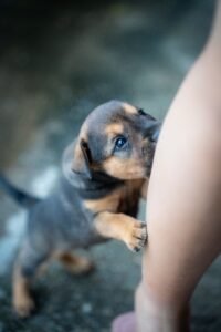 perro siguiendo a su dueño por la casa